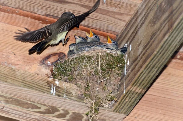 Vogelmutter Fliegt Zum Nest Ihre Jungen Füttern Stockfoto