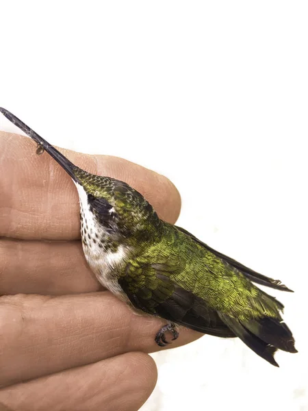 Kolibri Der Hand Auf Weißem Hintergrund Stockbild