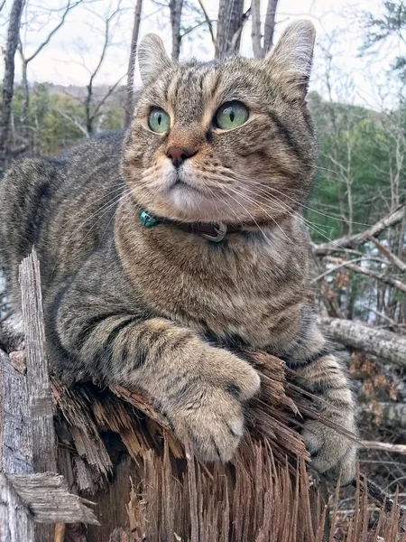 森の中で獲物を探してログを緑の目でハイランド Lynx トラ猫 — ストック写真