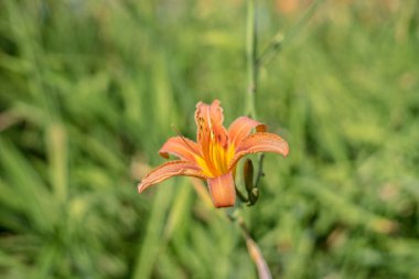 Güzel çiçek bulanık arkaplan