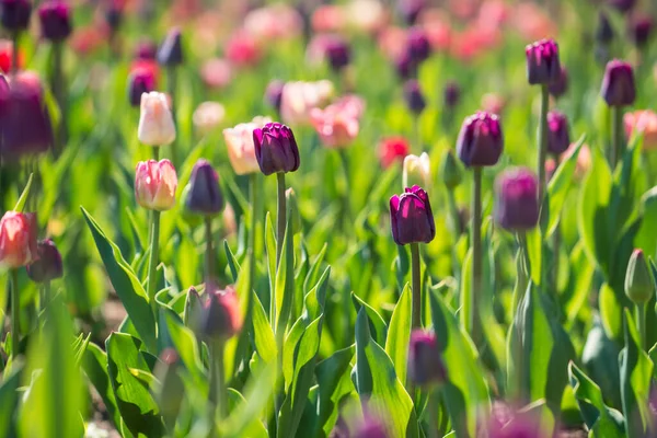 Schöne Blumen Tulpenfeld lizenzfreie Stockfotos