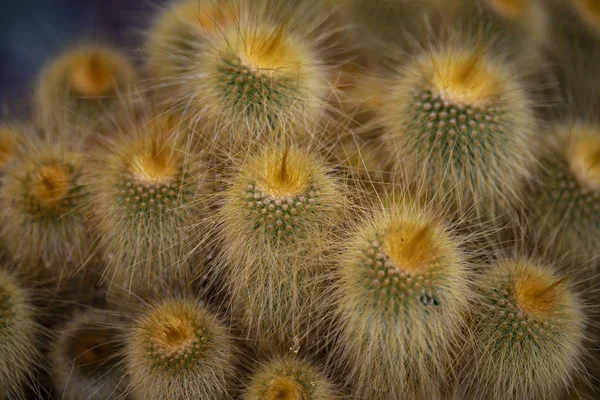 Torre Amarela Parodia Leninghausii Cacto — Fotografia de Stock