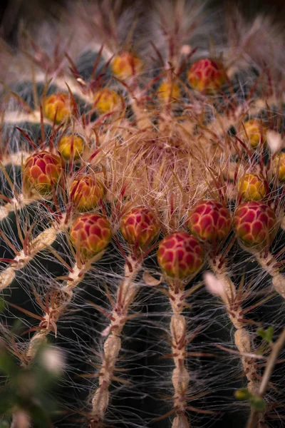 Detail Mexican Lime Cactus Ferocactus Pilosus — Stock Photo, Image