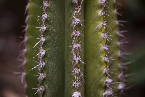 Closeup Detail Cactus Pilocereus Leucocephalus — Stock Photo, Image