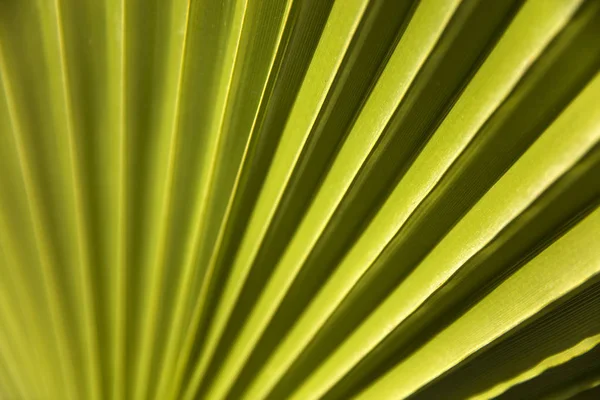 Vista Vicino Foglia Palma Verde — Foto Stock