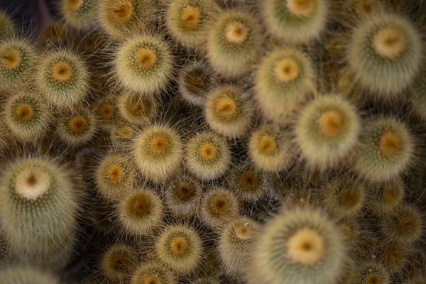 Gele Toren Parodia Leninghausii Cactus — Stockfoto