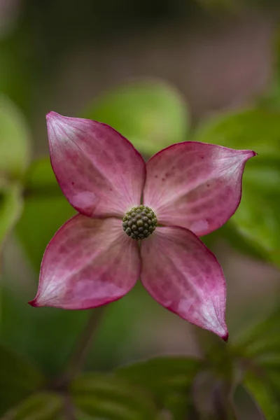 Vista Vicino Fiori Del Corniolo — Foto Stock