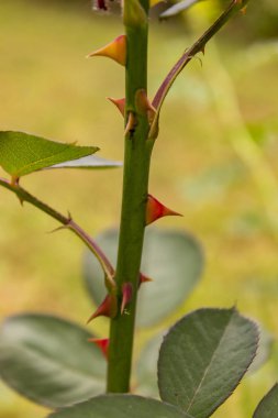 Gül bahar bahçe içinde closeup