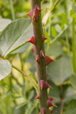 Gül bahar bahçe içinde closeup