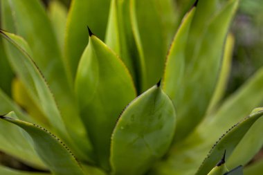 Detay Agave goeppertiana bitki