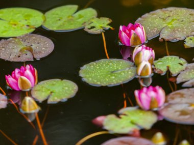 Havuzda Nymphaea kıçımın closeup