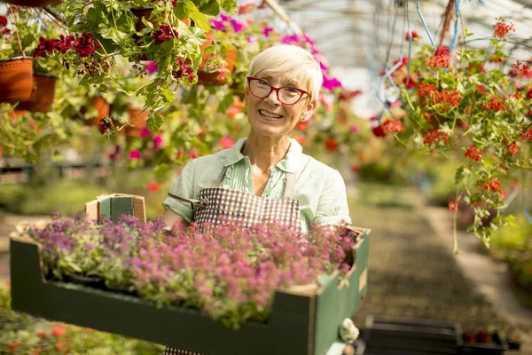 Donna Anziana Che Tiene Cesto Pieno Fiori Greengarden — Foto Stock