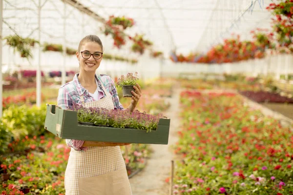 温室で春の花の完全な箱を持ってかなり若い女性 — ストック写真