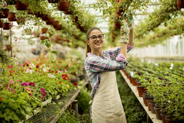 Hübsche Junge Frau Arbeitet Mit Frühlingsblumen Gewächshaus — Stockfoto