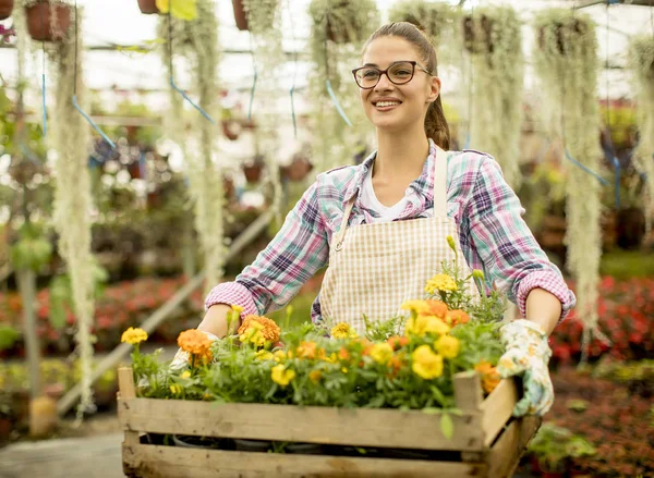 Pretty Young Woman Holding Wooden Box Full Spring Flowers Greenhouse — Stock Photo, Image