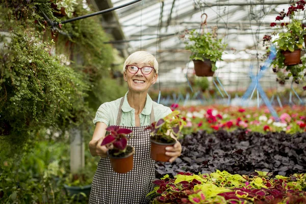 Ritratto Donna Anziana Che Lavora Nel Giardino Fiorito — Foto Stock