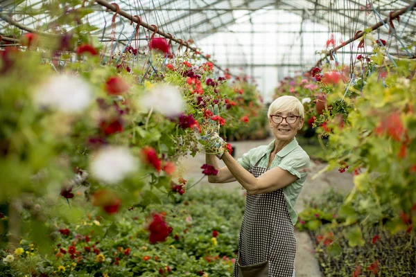 Ritratto Donna Anziana Che Lavora Greengarden — Foto Stock