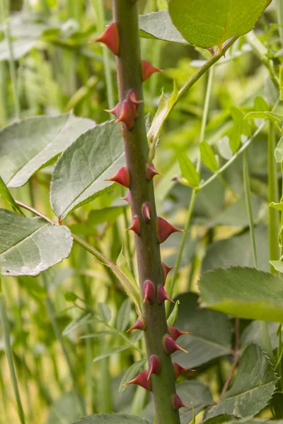 Gül bahar bahçe içinde closeup