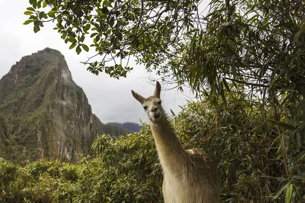 Nézd Láma Mach Picchu Peru — Stock Fotó