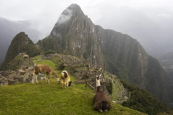 在秘鲁马丘比丘的一组骆驼的看法 — 图库照片