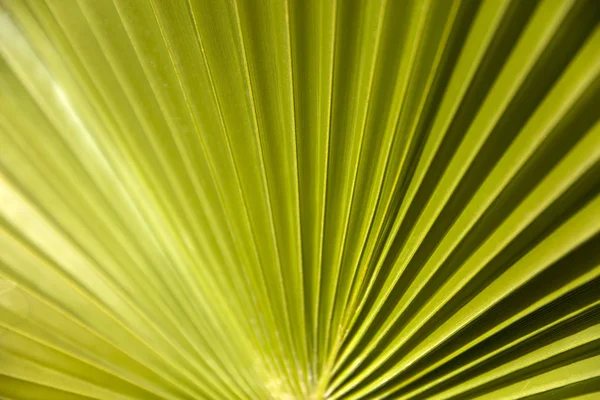 Vista Vicino Foglia Palma Verde — Foto Stock