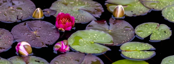 Zbliżenie Grzybień Nymphaea Stawie — Zdjęcie stockowe