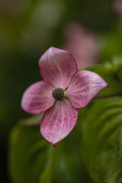 Vista Perto Nas Flores Árvore Dogwood — Fotografia de Stock