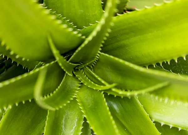 Detalhe Planta Suculenta Aloe Bussei — Fotografia de Stock