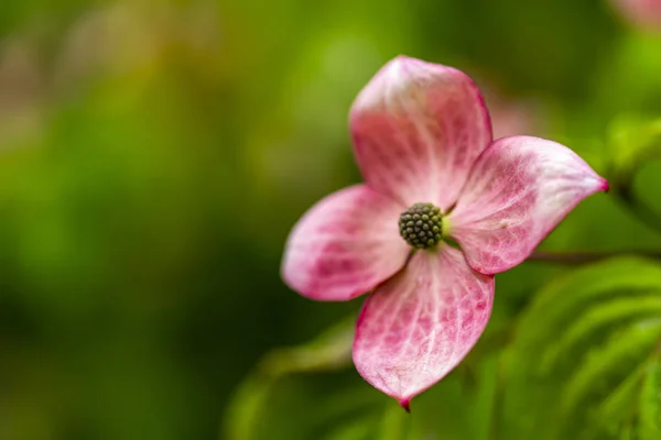 Vista Perto Nas Flores Árvore Dogwood — Fotografia de Stock