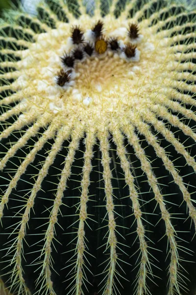 Detail Golden Barrel Cactus Echinocactus Grusonii — Stock Photo, Image