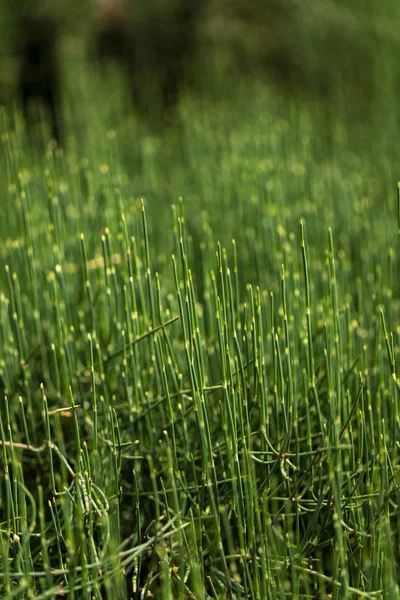 Vue Rapprochée Herbe Verte Dans Champ — Photo