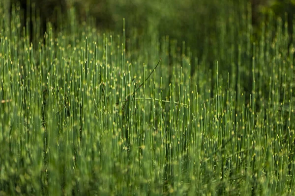 Detailní Pohled Zelené Trávě Poli — Stock fotografie