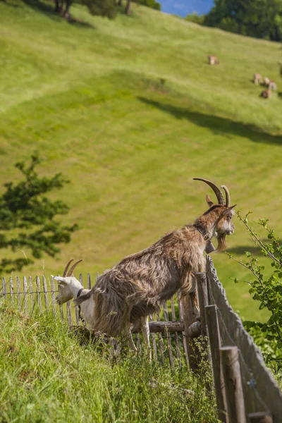 在山羊在高山草甸观看以绿色的草和花由篱芭 — 图库照片