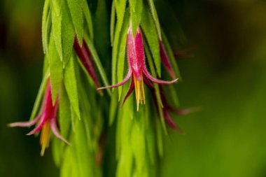 Çiçekler epifitik bitki (Ceratostema rauhii)