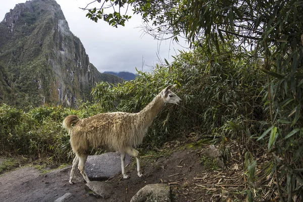 Δείτε Στο Λάμα Στο Μάτσου Πίτσου Στο Περού — Φωτογραφία Αρχείου