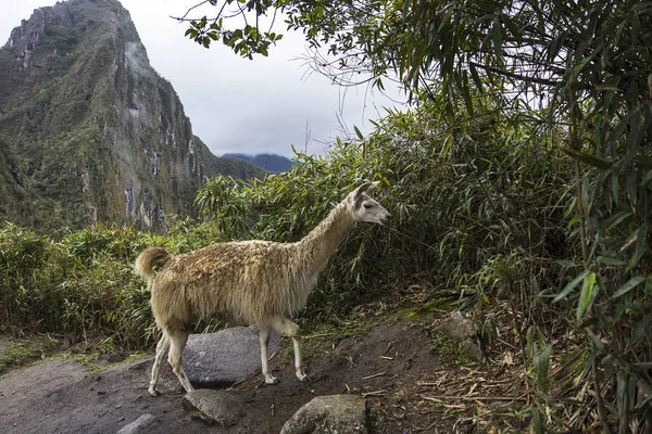 Nézd Láma Mach Picchu Peru — Stock Fotó