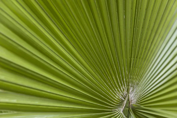 Vedere Aproape Frunza Palmier Verde — Fotografie, imagine de stoc