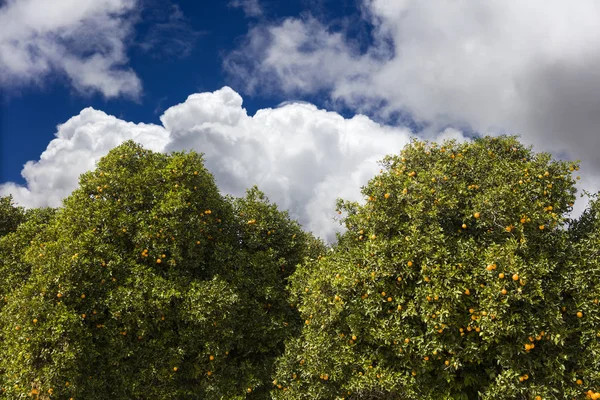 Nahaufnahme Auf Der Orangenplantage Einem Sonnigen Tag — Stockfoto