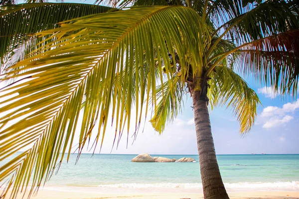 Palmiers Sur Plage Tropicale Thaïlande — Photo