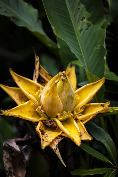 Blick Auf Die Goldene Lotusbanane Musella Lasiocarpa — Stockfoto