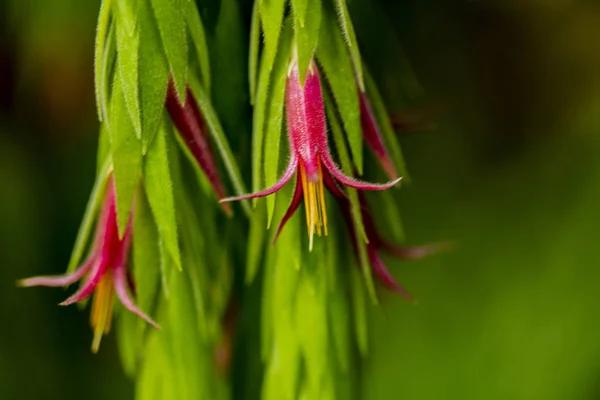 Blüten Der Epiphytischen Pflanze Ceratostema Rauhii — Stockfoto