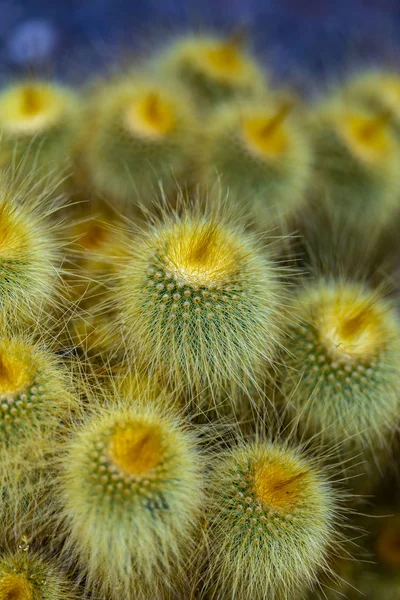 Torre Amarela Parodia Leninghausii Cacto — Fotografia de Stock