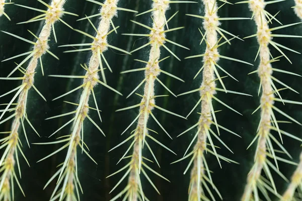 Детали Золотого Барреля Кактуса Echinocactus Grusonii — стоковое фото