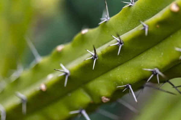 Detalle Del Cactus Mirto Azul Myrtillocactus Geometrizans —  Fotos de Stock