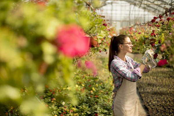Hübsche Junge Frau Arbeitet Mit Frühlingsblumen Gewächshaus — Stockfoto