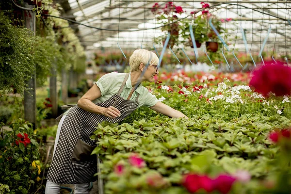 Retrato Mulher Sênior Trabalhando Jardim Flores — Fotografia de Stock