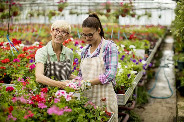 Portrait Von Älteren Und Jungen Frauen Die Bei Schönem Wetter — Stockfoto