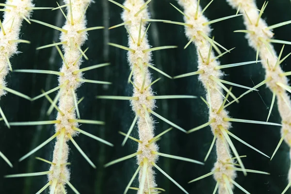 Detail Golden Barrel Cactus Echinocactus Grusonii — Stock Photo, Image