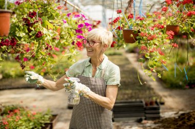 Ayakta ve püskürtücü büyük çiçek bahçesinde kullanarak mutlu üst düzey çiçekçi kadın portresi