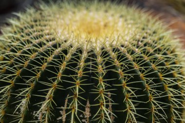 Ayrıntı altın varil kaktüs (Echinocactus grusonii)